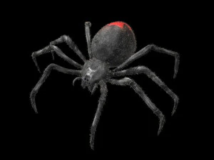 ragno vedova nera truccato low poly Modello 3D