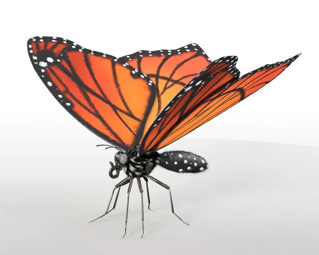 butterfly pbr rigged low poly 3D Model .c4d .max .obj .3ds .fbx .stl .blend 