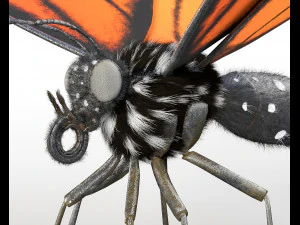 butterfly pbr rigged low poly 3D Model