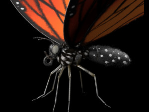 butterfly pbr rigged low poly Model 3D