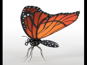 butterfly pbr rigged low poly Model 3D