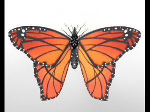 butterfly pbr rigged low poly Model 3D