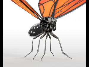 butterfly pbr rigged low poly Model 3D