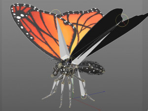 butterfly pbr rigged low poly Model 3D