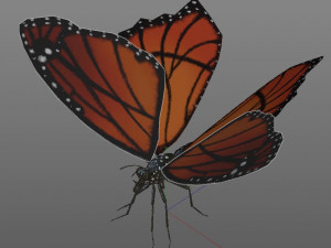 butterfly pbr rigged low poly Model 3D