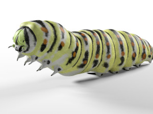 caterpillar rigged hairs insect pbr low poly 3D Model
