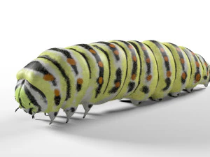 caterpillar rigged hairs insect pbr low poly 3D Model