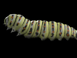 caterpillar rigged hairs insect pbr low poly 3D Model
