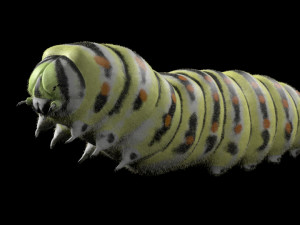 caterpillar rigged hairs insect pbr low poly Modelo 3D