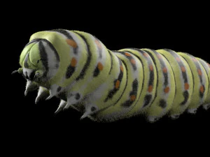caterpillar rigged hairs insect pbr low poly 3D Model
