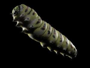 caterpillar rigged hairs insect pbr low poly Modelo 3D
