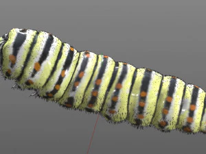 caterpillar rigged hairs insect pbr low poly 3D Model