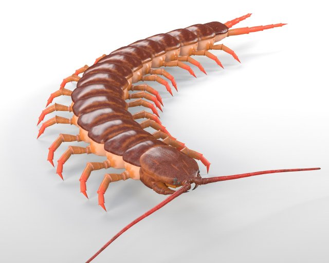 centipede rigged pbr insect low poly Modello 3D .c4d .max .obj .3ds .fbx .stl .blend 