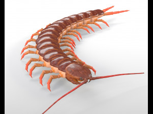 centipede rigged pbr insect low poly 3D Model