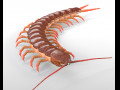 Centipede Rigged pbr insect low poly 3D Model