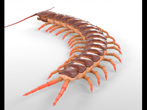 centipede rigged pbr insect low poly Modello 3D