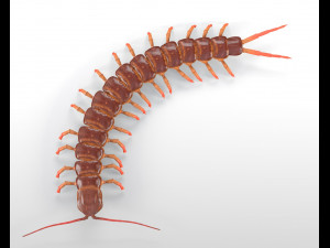 centipede rigged pbr insect low poly Modello 3D