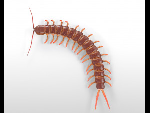 centipede rigged pbr insect low poly Modello 3D