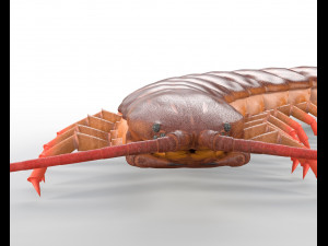 centipede rigged pbr insect low poly Modello 3D