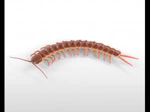 centipede rigged pbr insect low poly 3D Model