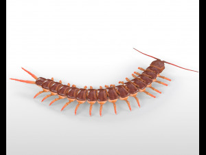 centipede rigged pbr insect low poly Modello 3D