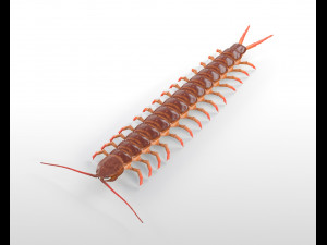 centipede rigged pbr insect low poly Modello 3D