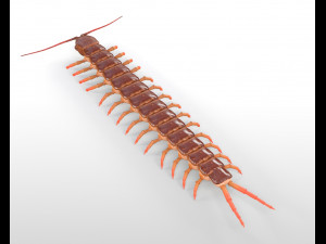 centipede rigged pbr insect low poly Modello 3D