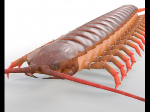 centipede rigged pbr insect low poly Modello 3D