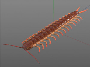 centipede rigged pbr insect low poly Modello 3D