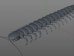 centipede rigged pbr insect low poly Modello 3D