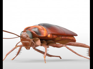 cockroach rigged pbr low poly insect 3D Model