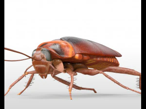 kecoa dicurangi pbr serangga poli rendah Model 3D