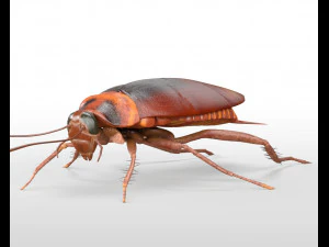 cockroach rigged pbr low poly insect 3D Model