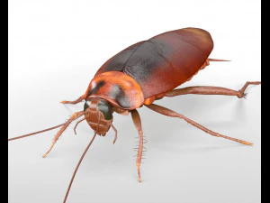 cockroach rigged pbr low poly insect 3D Model
