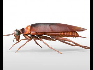 cockroach rigged pbr low poly insect 3D Model