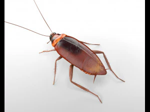 cockroach rigged pbr low poly insect 3D Model