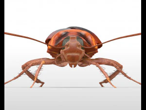 cockroach rigged pbr low poly insect 3D Model