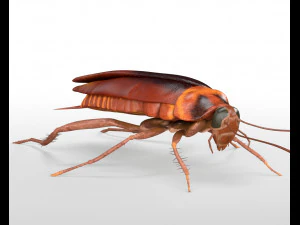 cockroach rigged pbr low poly insect 3D Model