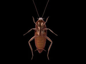 cockroach rigged pbr low poly insect 3D Model