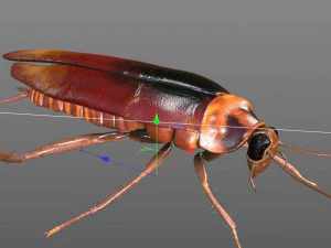 cockroach rigged pbr low poly insect 3D Model