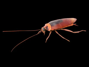cockroach rigged pbr low poly insect 3D Model