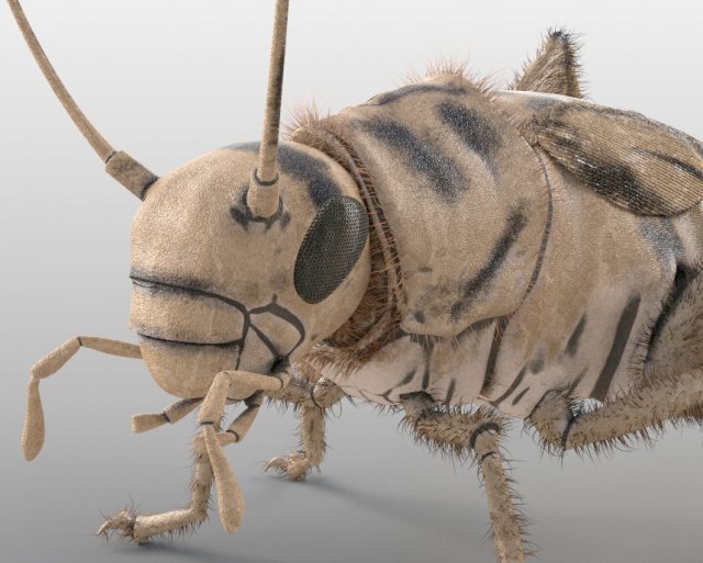 cricket rigged hairs pbr low poly insect Modèle 3D .c4d .max .obj .3ds .fbx .stl .blend 