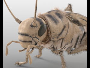 cricket rigged hairs pbr low poly insect 3D Model