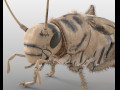 Cricket Rigged Hairs pbr low poly insect 3D Model
