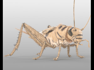 cricket rigged hairs pbr low poly insect Modèle 3D
