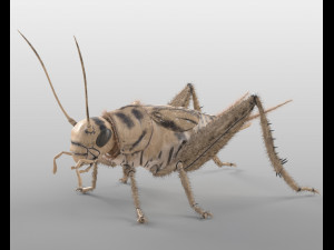 cricket rigged hairs pbr low poly insect Modèle 3D