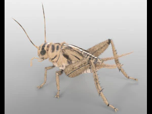 cricket rigged hairs pbr low poly insect 3D Model