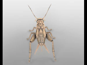 cricket rigged hairs pbr low poly insect 3D Model