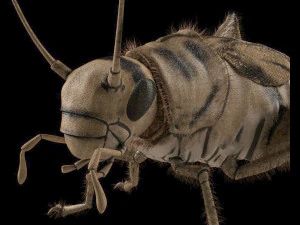 cricket rigged hairs pbr low poly insect 3D Model