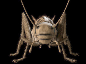 cricket rigged hairs pbr low poly insect Modèle 3D